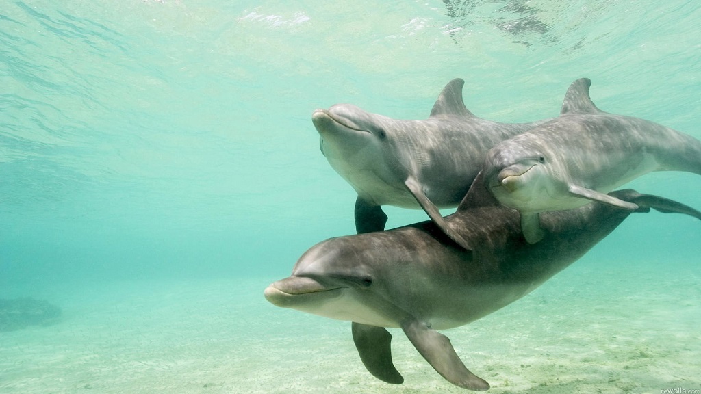 Dolphin Swimming in Panama City Beach